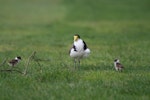 Spur-winged plover. Adult and two chicks. Palmerston North golf course, July 2007. Image © Peter Gill by Peter Gill.