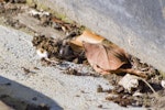 Spur-winged plover. Hatchling hiding by leaves. Tauranga, July 2011. Image © Raewyn Adams by Raewyn Adams.