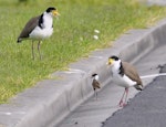 Spur-winged plover. Parents trying to rescue chick who fell of the curb-stone, near their nest. Flat Bush, Auckland, July 2014. Image © Marie-Louise Myburgh by Marie-Louise Myburgh.