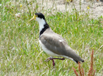 Spur-winged plover. Adult walking. Renwick, December 2012. Image © Alan Tennyson by Alan Tennyson.