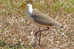 Spur-winged plover. Adult of 'miles' subspecies showing larger wattle and absence of black on the hindneck and side of the breast. Cairns, July 2010. Image © Andrew Thomas by Andrew Thomas.