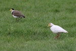 Spur-winged plover. Leucistic adult with mate. Waipawa, Hawke's Bay, August 2013. Image © Adam Clarke by Adam Clarke.