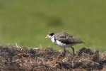 Spur-winged plover. Fledgling feeding in a paddock. Potts Road near Whitford, October 2016. Image © Marie-Louise Myburgh by Marie-Louise Myburgh.