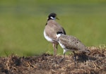 Spur-winged plover. Adult and fledgling. Potts Road near Whitford, October 2016. Image © Marie-Louise Myburgh by Marie-Louise Myburgh.