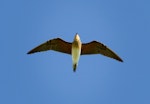 Oriental pratincole. Ventral view in flight. Broome, Western Australia, January 2015. Image © Ric Else by Ric Else.