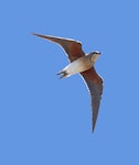 Oriental pratincole. Adult in flight. Tolderol Game Reserve, South Australia, February 2018. Image © John Fennell by John Fennell.