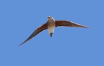 Oriental pratincole. Adult in flight. Tolderol Game Reserve, South Australia, February 2018. Image © John Fennell by John Fennell.