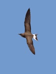 Oriental pratincole. Adult in flight. Tolderol Game Reserve, South Australia, February 2018. Image © John Fennell by John Fennell.