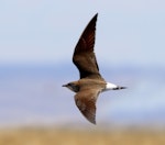 Oriental pratincole. Adult in flight. Tolderol Game Reserve, South Australia, February 2018. Image © John Fennell by John Fennell.