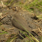 Oriental pratincole. Adult non-breeding. Japan, October 2012. Image © Nobuhiro Hashimoto by Nobuhiro Hashimoto.