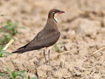 Oriental pratincole. Adult in breeding plumage. Najafgarh, Delhi-Haryana Border, Haryana, India, June 2014. Image © Anand Arya by Anand Arya.