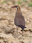 Oriental pratincole. Adult in breeding plumage, rear view. Najafgarh, Delhi-Haryana Border, Haryana, India, June 2014. Image © Anand Arya by Anand Arya.