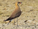 Oriental pratincole. Adult in breeding plumage. Dadri Wetlands, 40 km south-east of Delhi, India, May 2011. Image © Anand Arya by Anand Arya.