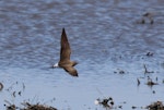 Oriental pratincole. Adult in flight. Tolderol Game Reserve, South Australia, February 2018. Image © John Fennell by John Fennell.