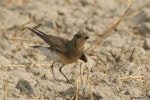 Oriental pratincole. Adult performing distraction display. Sonipat, Haryana, India, June 2005. Image © Anand Arya by Anand Arya.