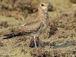 Oriental pratincole. Juvenile. Dadri Wetlands, 40 km south-east of Delhi, India, May 2011. Image © Anand Arya by Anand Arya.