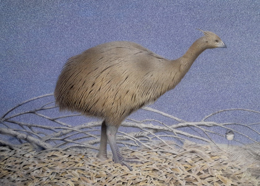 Crested moa | Moa koukou. Adult with a South Island robin (670 x 965 mm watercolour, watercolour pencil and acrylic on paper). South Island, January 2019. Image © Paul Martinson by Paul Martinson.