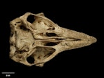 Crested moa | Moa koukou. Skull of holotype (ventral). Specimen registration no. S.000026; image no. MA_I064701. Salisbury Tableland cave, January 1879. Image © Te Papa.