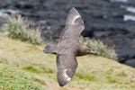 Subantarctic skua | Hākoakoa. Dorsal view in flight. Enderby Island, Auckland Islands, January 2010. Image © John Woods by John Woods.