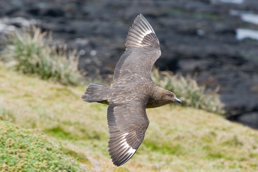 Subantarctic skua | Hākoakoa. Dorsal view in flight. Enderby Island, Auckland Islands, January 2010. Image © John Woods by John Woods.