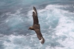 Subantarctic skua | Hākoakoa. Adult in flight showing white wing flashes. The Pyramid, Chatham Islands, November 2010. Image © Mark Fraser by Mark Fraser.