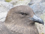 Subantarctic skua | Hākoakoa. Adult showing dorsal bill plates covering nostrils (unique to skuas). Penguin Bay, Campbell Island, November 2010. Image © Kyle Morrison by Kyle Morrison.