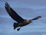 Subantarctic skua | Hākoakoa. Adult in flight. Forty Fours, Chatham Islands, December 2009. Image © Mark Fraser by Mark Fraser.