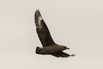 Subantarctic skua | Hākoakoa. Adult in flight. Rangatira Island, Chatham Islands, October 2020. Image © James Russell by James Russell.