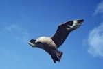 Subantarctic skua | Hākoakoa. Adult in flight showing underwings. Mangere Island, Chatham Islands, December 1981. Image © Department of Conservation (image ref: 10048645) by Department of Conservation.