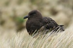 Subantarctic skua | Hākoakoa. Juvenile. Antipodes Island, January 2008. Image © David Boyle by David Boyle.