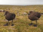 Subantarctic skua | Hākoakoa. Adult pair. Enderby Island, February 2010. Image © Geoff Rogers by Geoff Rogers.