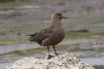 Subantarctic skua | Hākoakoa. Adult. Rangatira Island, Chatham Islands, October 2020. Image © James Russell by James Russell.