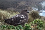 Subantarctic skua | Hākoakoa. Bird with pale wing feathering. Campbell Island, September 2004. Image © Department of Conservation (image ref: 10055959) by Helen Gummer, Department of Conservation.