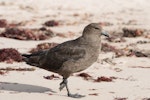 Subantarctic skua | Hākoakoa. Adult walking on beach. Enderby Island, Auckland Islands, January 2010. Image © John Woods by John Woods.