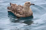 Subantarctic skua | Hākoakoa. Adult on water. Off Bench Island, Stewart Island, December 2017. Image © Les Feasey by Les Feasey.