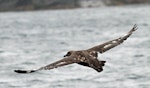 Subantarctic skua | Hākoakoa. Adult in flight showing upper surface. Stewart Island, February 2010. Image © Duncan Watson by Duncan Watson.