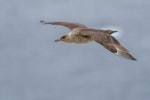 Subantarctic skua | Hākoakoa. In flight. Booth Island, Antarctic Peninsula, February 2015. Image © Tony Whitehead by Tony Whitehead.