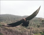 Subantarctic skua | Hākoakoa. Adult in flight showing wings and tail. Snares Islands, November 1987. Image © Colin Miskelly by Colin Miskelly.