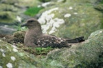 Subantarctic skua | Hākoakoa. Adult on nest. Snares Islands. Image © Department of Conservation (image ref: 10048694) by Department of Conservation.