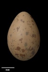 Subantarctic skua | Hākoakoa. Egg 80.2 x 51.5 mm (NMNZ OR.019125, collected by Jack Sorensen). Campbell Island, November 1942. Image © Te Papa by Jean-Claude Stahl.