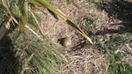 Subantarctic skua | Hākoakoa. Nest with one egg. Mangere Island, Chatham Islands, November 2022. Image © Steve Pilkington by Steve Pilkington.