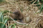 Subantarctic skua | Hākoakoa. Downy chick and egg in nest. Snares Islands, November 1986. Image © Alan Tennyson by Alan Tennyson.