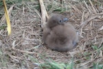 Subantarctic skua | Hākoakoa. Chick. Mangere Island, Chatham Islands, November 2022. Image © Steve Pilkington by Steve Pilkington.