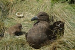 Subantarctic skua | Hākoakoa. Adult and young chick at nest. Campbell Island, December 2011. Image © Kyle Morrison by Kyle Morrison.