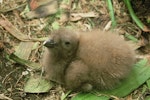 Subantarctic skua | Hākoakoa. Chick on nest. Campbell Island, January 1986. Image © Department of Conservation (image ref: 10039622) by Graeme Taylor, Department of Conservation.