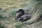 Subantarctic skua | Hākoakoa. Adult on nest with chick. Enderby Island, Auckland Islands, January 2000. Image © Department of Conservation (image ref: 10064733) by Nadine Gibbs, Department of Conservation.