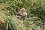 Subantarctic skua | Hākoakoa. Half-grown chick. Davis Point, Campbell Island, January 2008. Image © Andrew Maloney by Andrew Maloney.