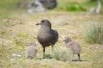 Subantarctic skua | Hākoakoa. Adult with two chicks. Enderby Island, Auckland Islands, December 2015. Image © Edin Whitehead by Edin Whitehead.