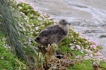 Subantarctic skua | Hākoakoa. Large chick. The Pyramid, Chatham Islands, November 2010. Image © Mark Fraser by Mark Fraser.