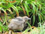 Subantarctic skua | Hākoakoa. Chick. Campbell Island, January 2011. Image © Kyle Morrison by Kyle Morrison.